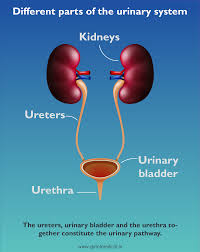 Kidney & Urinary Health