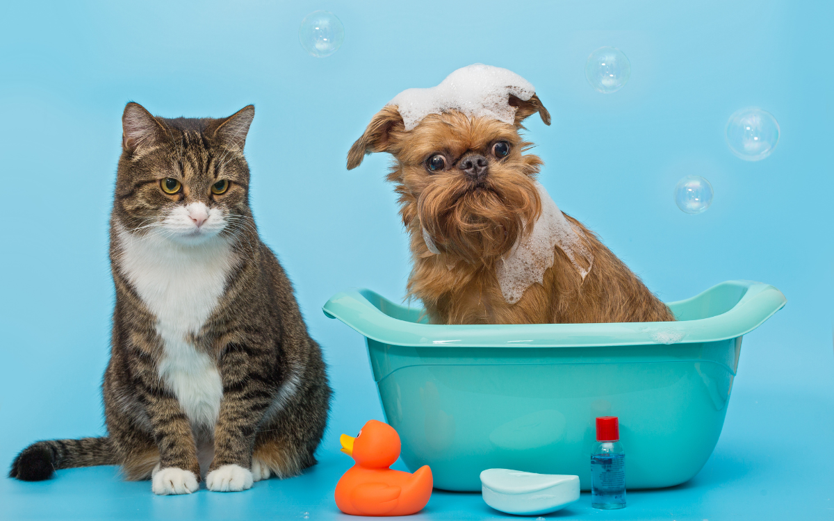 Dog cat bathing