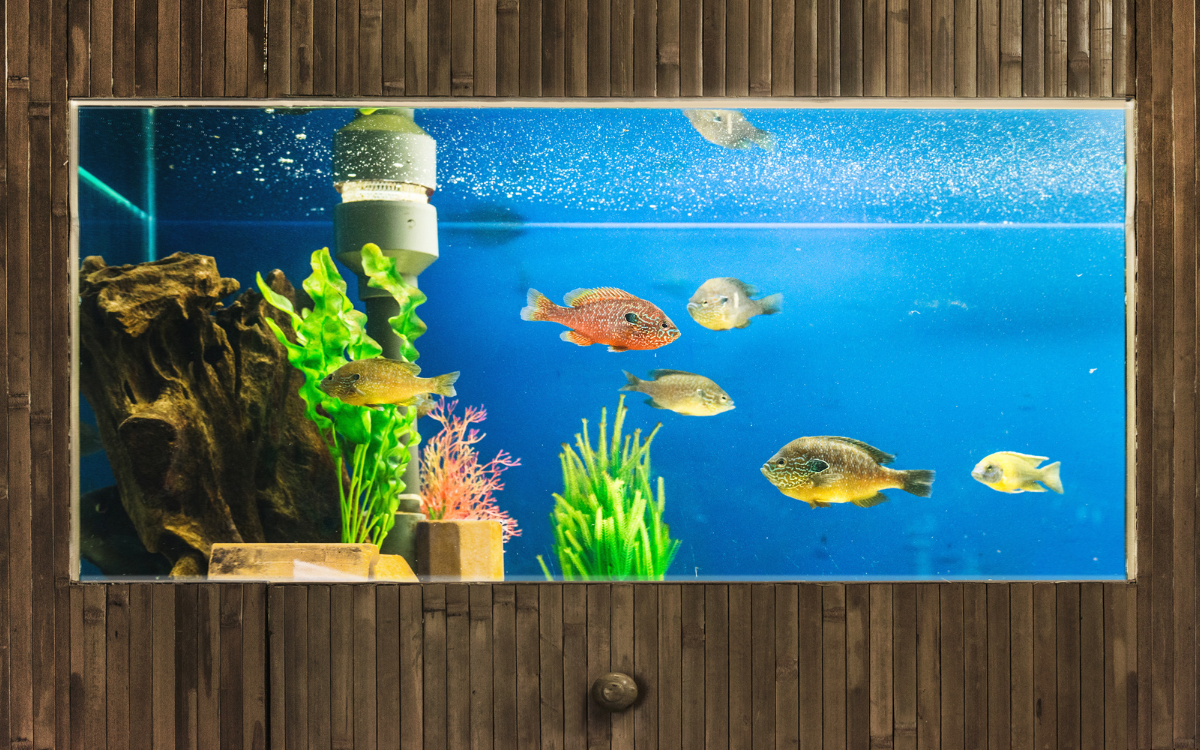 Fishes & All Aquarium Available