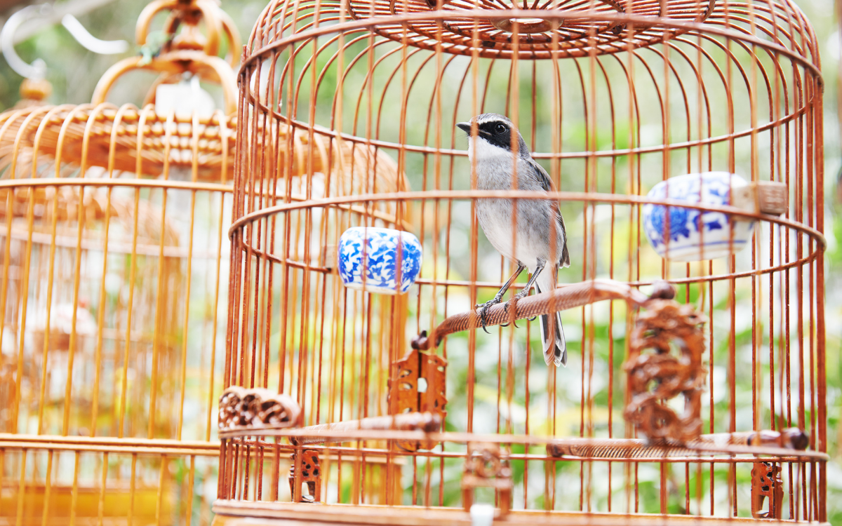 Birds & Cages Available