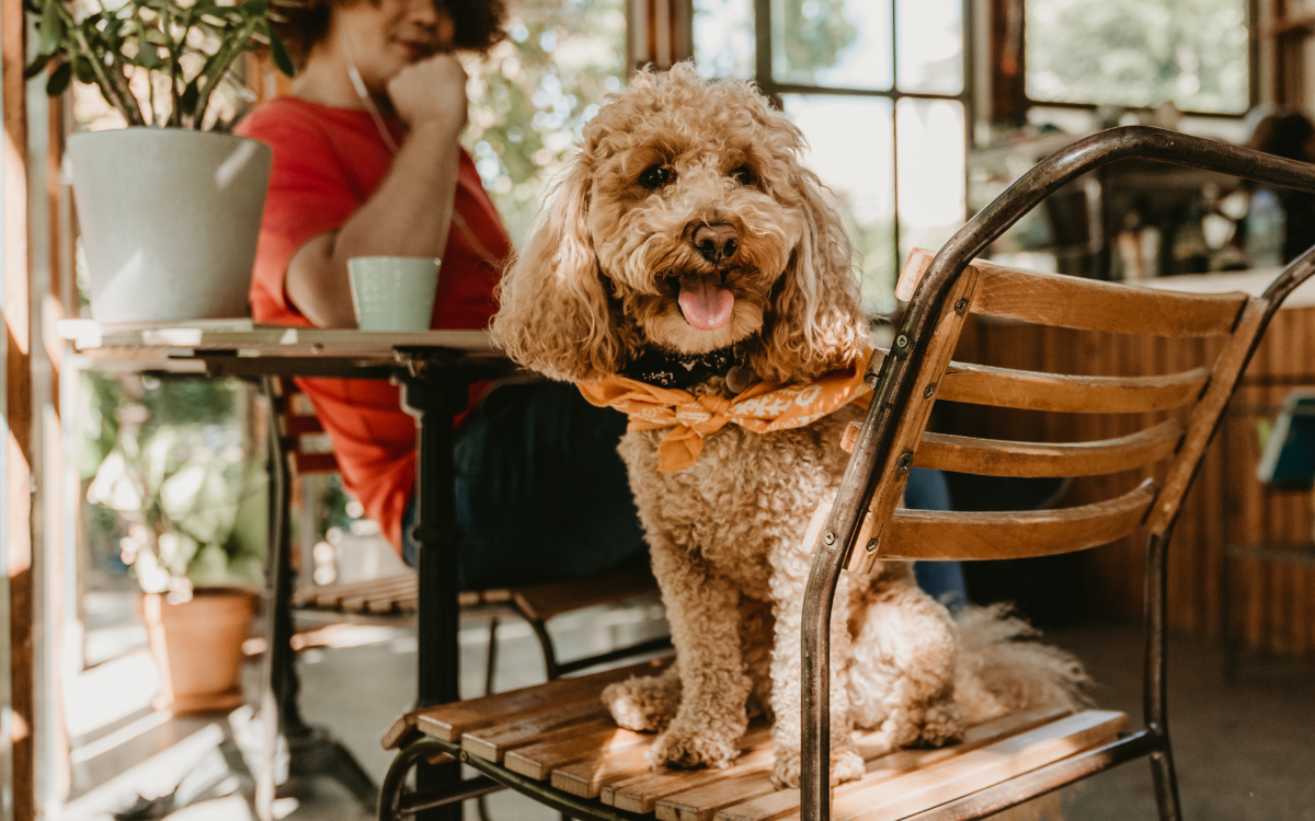 Pet-Friendly Zone 🐾